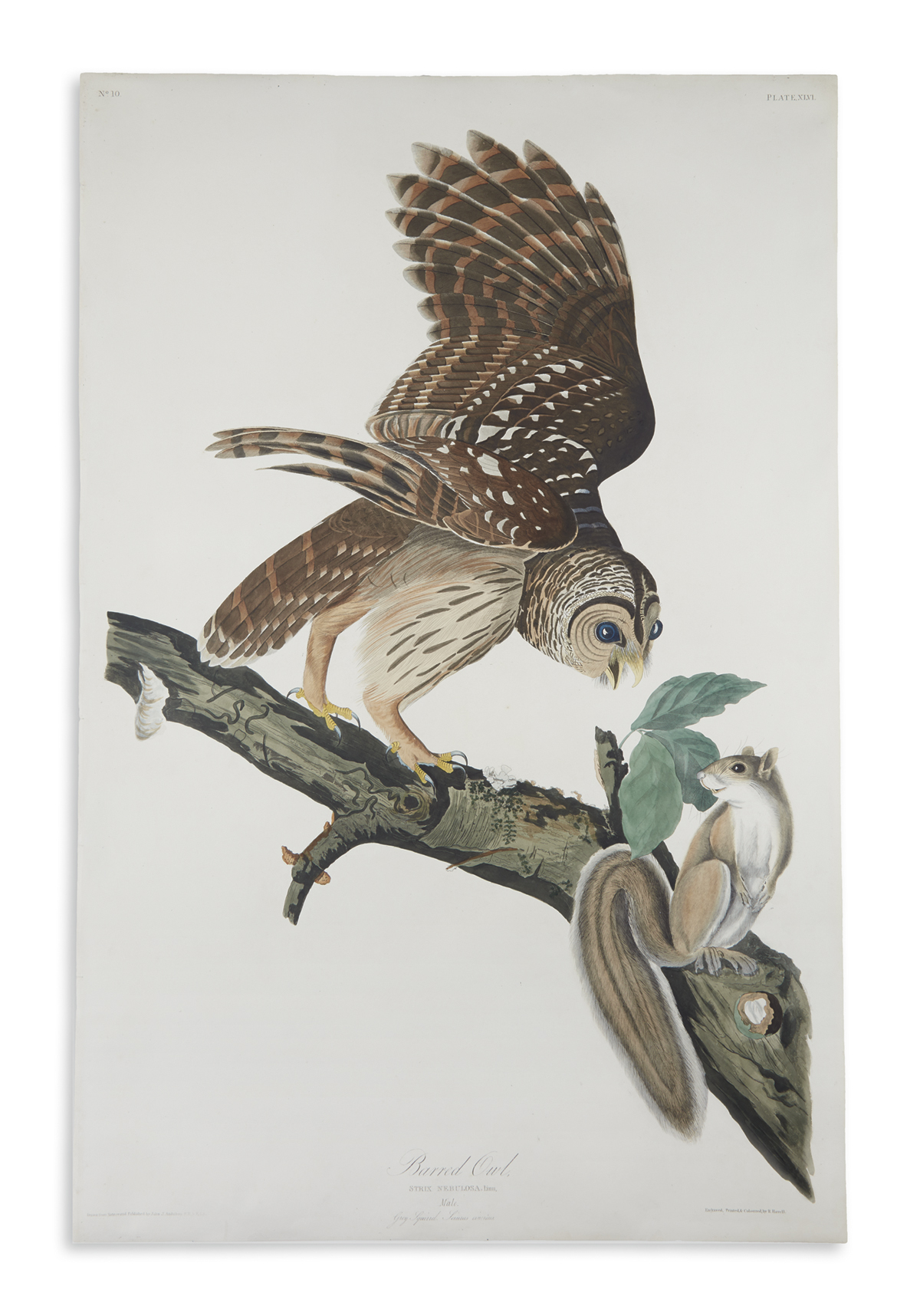 AUDUBON, JOHN JAMES. Barred Owl. Plate XLVI. [Variant 2.]